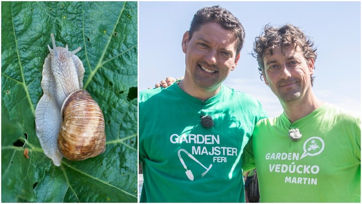 Nová záhrada - slimáky